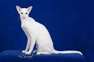 History and Breed Chracteristics of White Oriental Kittens ...