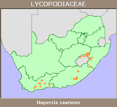 Image result for Huperzia saururus