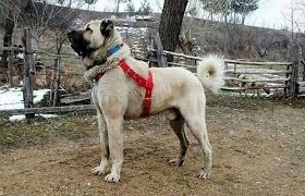 Turk Arslani Orhan Genel Kangal Kopegi Kopek Turleri Kopek