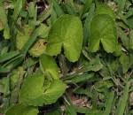 Image result for Afrosciadium nyassicum