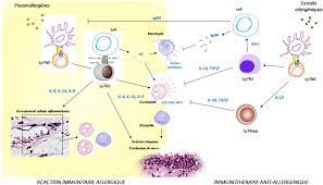 L'immunotherapie Antiallergenique Dans La Rhinite Allergique - Sciencedirect
