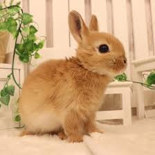 「ネザーランドドワーフ」の画像検索結果