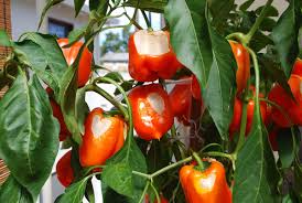 Pepper transplants may have to be moved into several container sizes while your are growing them indoors or in a greenhouse. Growing Peppers How To Grow Peppers Growing Bell Peppers