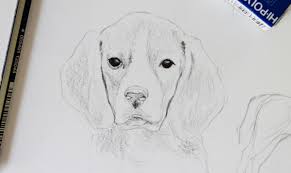 In this video i'm going to draw a hyper realistic dog using graphite pencils, follow my simple, detailed steps to draw a realistic dog with realistic fur tex. Drawing Realistic Animals How To Draw A Dog Craftsy