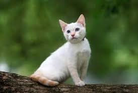This loyal feline won't want to spend much time alone, but will delight in. Flame Point Siamese Cat Personality Traits Behavior Faqcats Com