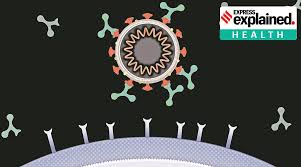 Now people can refer themselves. Monoclonal Antibodies For Covid 19 What Are Monoclonal Antibodies How Important Are They In Covid 19 Treatment