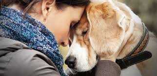 Can Your Dog's Medical Condition be Helped by Diet?