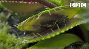 Maybe you would like to learn more about one of these? Hungry Venus Flytraps Snap Shut On A Host Of Unfortunate Flies Life Bbc Youtube