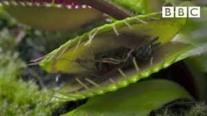 Hungry Venus flytraps snap shut on a host of unfortunate flies | Life - BBC  - YouTube