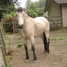 Pearl, champagne and silver dapple also lighten the coat, and sometimes the skin and eyes as well. Horse Colors In Pictures