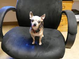 She has always been fond of animals and read more Lincoln City Animal Clinic Veterinarian In Lincoln City Or Us