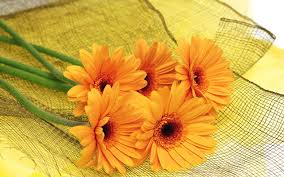 Orange Flowers Jpg 2560 1600 Orange Flower Pictures Blue Flower Wallpaper Flower Wallpaper