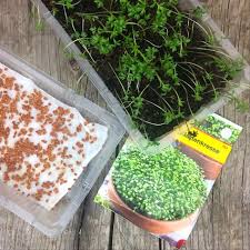 Upcycling Kresse Plastikschale Plastikschale Diy Und Selbermachen Upcycling