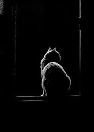 Black Cat In A Dark Background Black And White Drawing Dark Backgrounds Cat Art