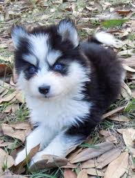 Black And White Pomsky Puppy I Want One Sooooooo Bad Pomsky Puppies Cute Animals Animals