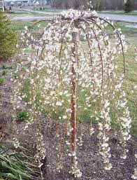 Fruit trees leak sap for two main reasons: Dwarf Weeping Cherry Tree Everything You Need To Know