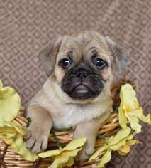 Nyc breeders in new york city has teacup puppies and other various micro dog breeds for sale, both in our store and online! Bugg Puppies For Sale In Ny Lancaster Puppies