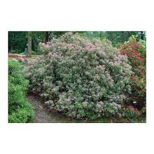 Image result for Polystachya kaluluensis