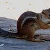 When do ground squirrels litter in southern arizona? 1