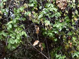 Image result for Pterocarpus lucens
