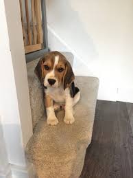 No matter what size you are seeking, you can get sale of. Beagle Puppies For Sale Erie Pa 206861 Petzlover