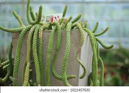 Image result for Monadenium lugardiae