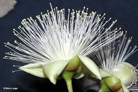 Image result for Barringtonia