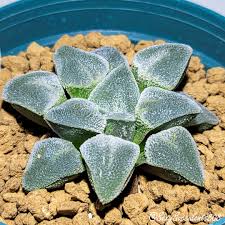 Image result for Pavetta pygmaea