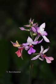 Image result for Calanthe sylvatica
