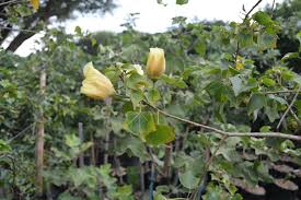 Image result for Thespesia acutiloba