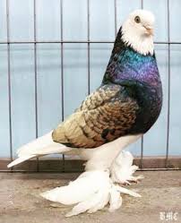 pin by graham rhodes on pigeon pigeon breeds colorful birds pigeon pictures