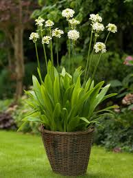 Image result for Ornithogalum