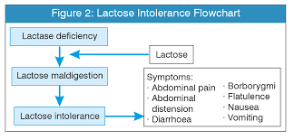 Image result for Lactase Deficiency