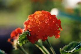 Topiary Lantana Camara An Easy To Grow Flowering Shrub Does Best When Pruned Regularly Making Lantana Container Gardening Vegetables Fall Container Gardens
