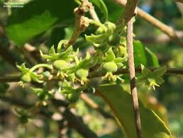 Image result for Dovyalis hispidula