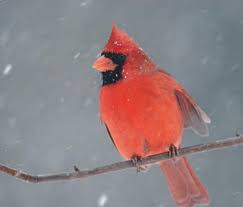 They're a perfect combination of familiarity, conspicuousness, and style: Animal Facts Northern Cardinal Canadian Geographic