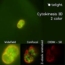 Maybe you would like to learn more about one of these? Telight Solutions For Cell Cycle Research