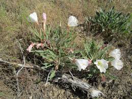 Image result for Loxodera caespitosa