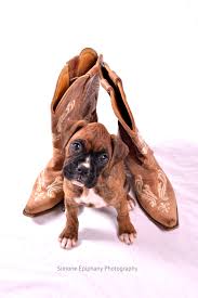 We did not find results for: 7 Week Old Boxer Puppy Portraits By Simone Epiphany Photography In Austin Texas Boxer Puppies Puppies Puppy Portraits