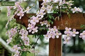 We did not find results for: Clematis Montana Mayleen 2 Ltr Topf Gardenpalms