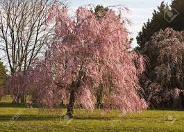 Decorators and home designers can make good use of these. Weeping Willow Tree In Full Bloom In The Spring Time Stock Photo Picture And Royalty Free Image Image 4651885