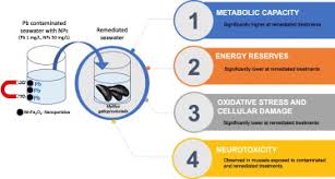 Namun ada perbedaan dari 607 meaning dan 607 meaning in text adalah hanya arti atau makna saja. Can Water Remediated By Manganese Spinel Ferrite Nanoparticles Be Safe For Marine Bivalves Sciencedirect
