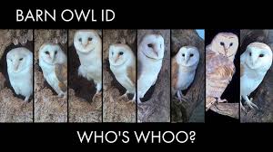 Their signature deep hoot, feathered tufts on their heads, and large, yellow eyes are characteristics that have earned them a spot in countless stories and works of art. Who S Who Ooo On The Barn Owl Live Stream How To Identify The Individual Barn Owls Youtube