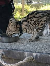 Savannah cat breeding, where to buy, types, care, temperament, cost, health, showing, grooming, diet and much more included! Home Spots Of Africa