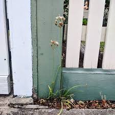 Image result for Nothoscordum borbonicum