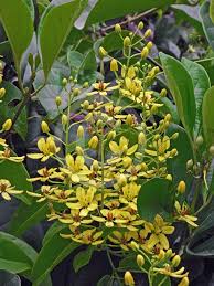 Image result for Tristellateia