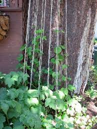 How To Grow Hops For Brewing Beer Beer Brewing Equipment Home Brewing Beer Beer Brewing