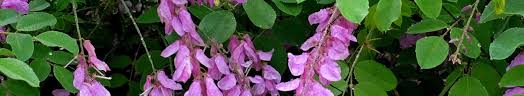 Image result for Indigofera kirkii