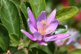 Image result for Grewia forbesii