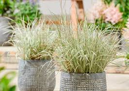 Image result for Stolzia compacta